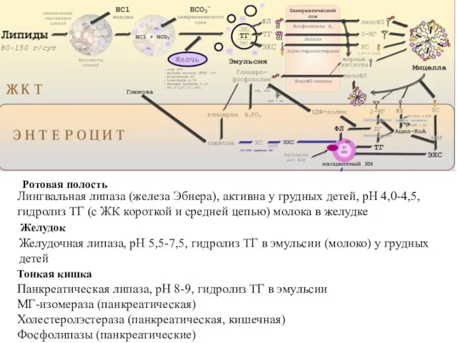 Желудок Желудочная липаза, рН 5,5-7,5, гидролиз ТГ в эмульсии (молоко) у