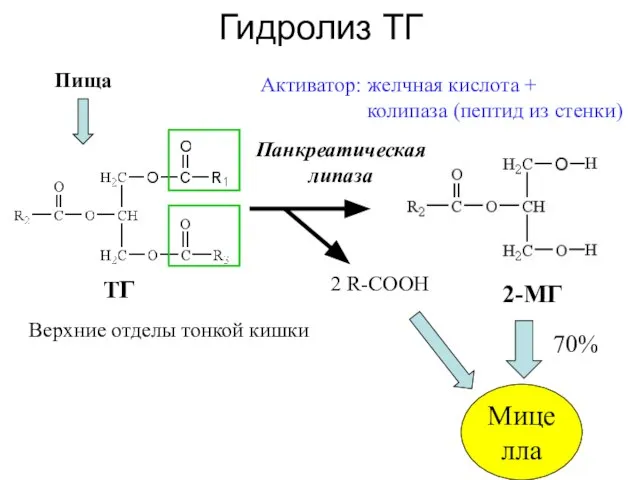 Гидролиз ТГ Панкреатическая липаза 2 R-COOH ТГ 2-МГ Активатор: желчная кислота