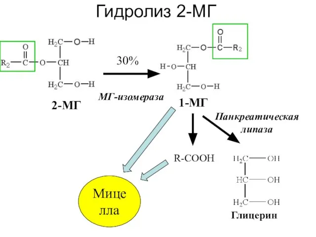 R-COOH 2-МГ 1-МГ Панкреатическая липаза 30% Глицерин Гидролиз 2-МГ МГ-изомераза Мицелла