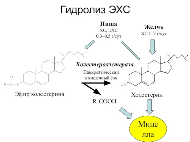 Гидролиз ЭХС Холестерин Эфир холестерина Холестеролэстераза R-COOH Мицелла Панкреатический и кишечный