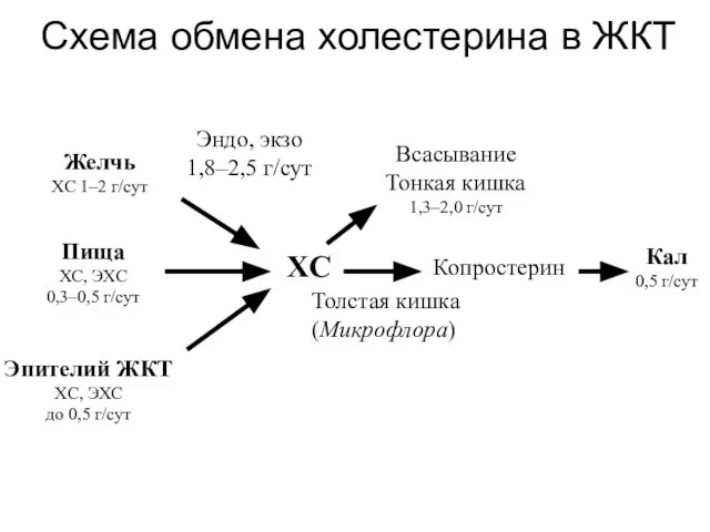 Схема обмена холестерина в ЖКТ ХС Пища ХС, ЭХС 0,3–0,5 г/сут