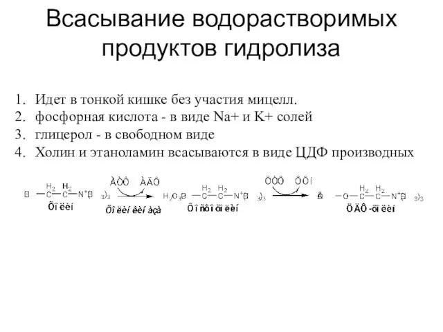 Всасывание водорастворимых продуктов гидролиза Идет в тонкой кишке без участия мицелл.