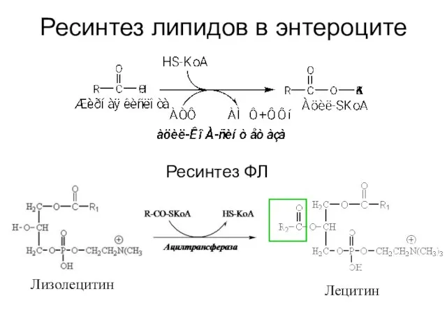 Ресинтез липидов в энтероците Лизолецитин Лецитин Ресинтез ФЛ