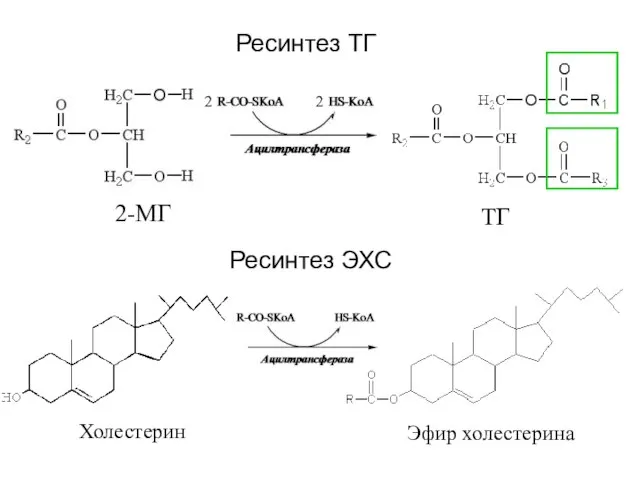 Ресинтез ТГ 2-МГ ТГ 2 2 Холестерин Эфир холестерина Ресинтез ЭХС