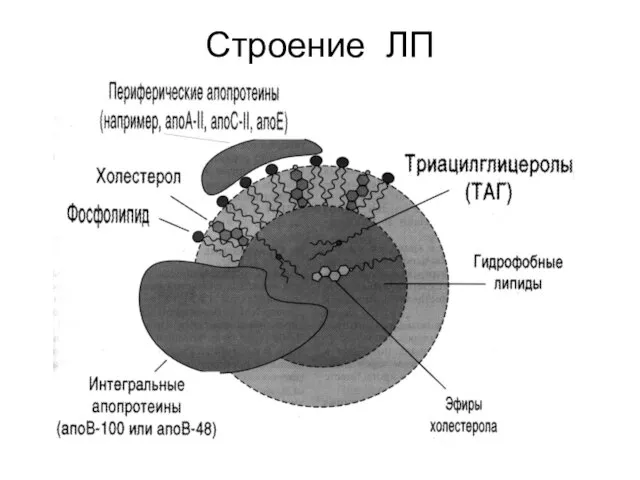 Строение ЛП