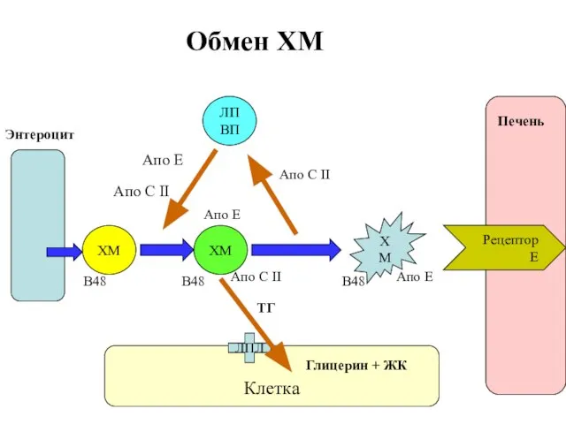 Печень Энтероцит ХМ ХМ ХМ Рецептор Е Клетка ЛПВП Апо Е