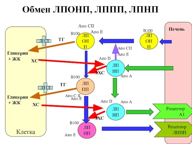 Печень ЛПОНП Рецептор ЛПНП Клетка ЛПВП Апо Е Апо CII Апо