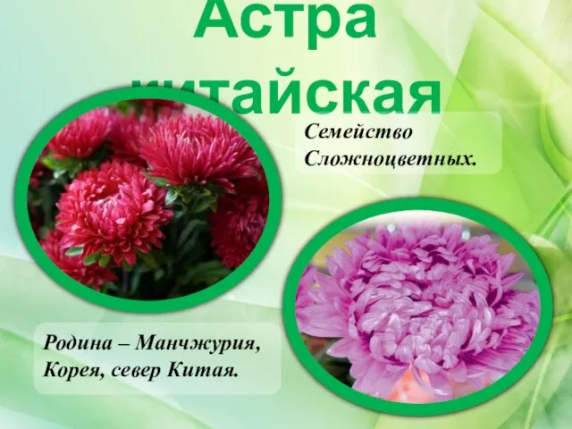 Астра китайская Родина – Манчжурия, Корея, север Китая. Семейство Сложноцветных.