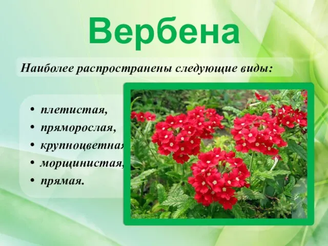 Вербена Наиболее распространены следующие виды: плетистая, пряморослая, крупноцветная, морщинистая, прямая.