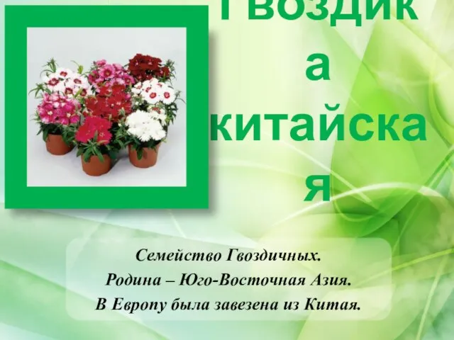 Гвоздика китайская Семейство Гвоздичных. Родина – Юго-Восточная Азия. В Европу была завезена из Китая.