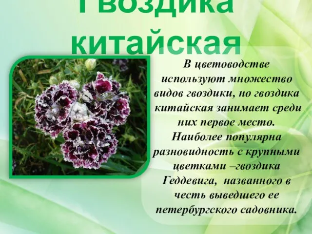 Гвоздика китайская В цветоводстве используют множество видов гвоздики, но гвоздика китайская