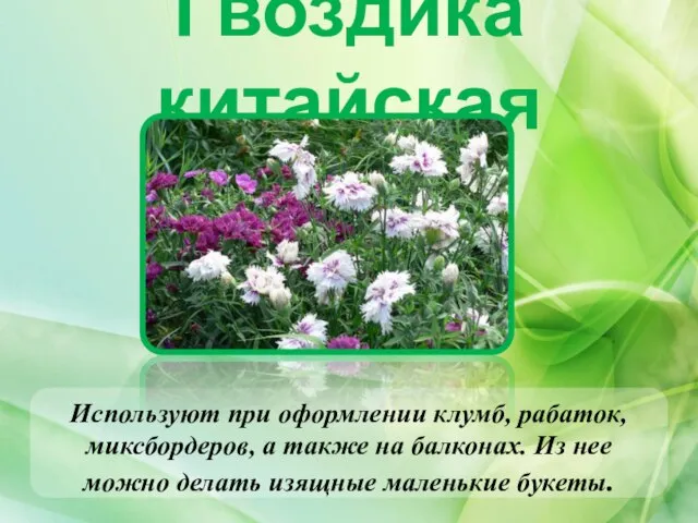 Гвоздика китайская Используют при оформлении клумб, рабаток, миксбордеров, а также на