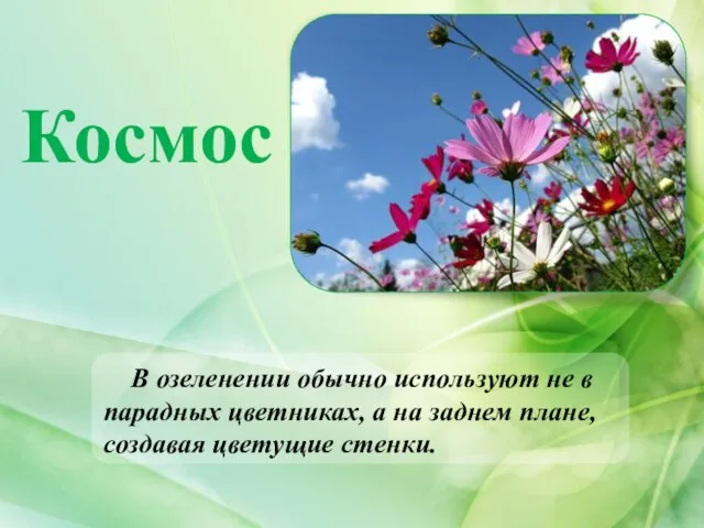 Космос В озеленении обычно используют не в парадных цветниках, а на заднем плане, создавая цветущие стенки.