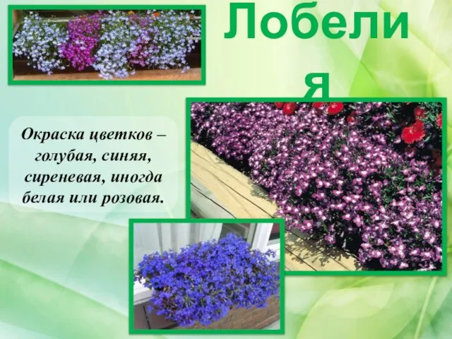 Лобелия Окраска цветков – голубая, синяя, сиреневая, иногда белая или розовая.