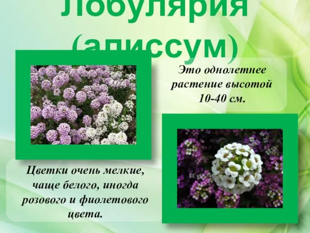 Лобулярия (алиссум) Цветки очень мелкие, чаще белого, иногда розового и фиолетового