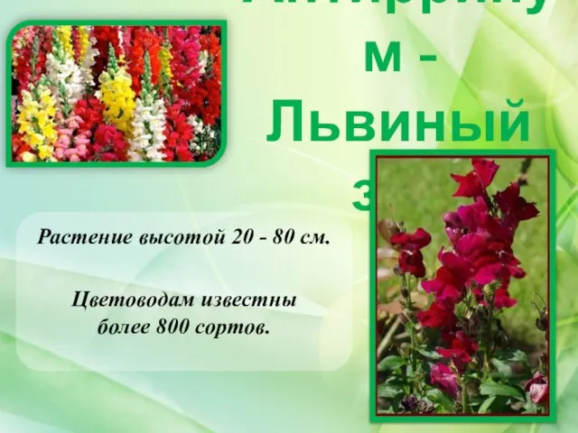 Антирринум - Львиный зев Растение высотой 20 - 80 см. Цветоводам известны более 800 сортов.