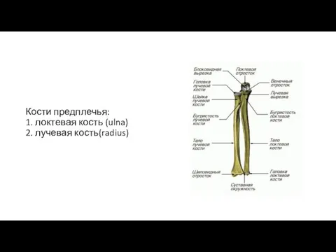 Кости предплечья: 1. локтевая кость (ulna) 2. лучевая кость(radius)