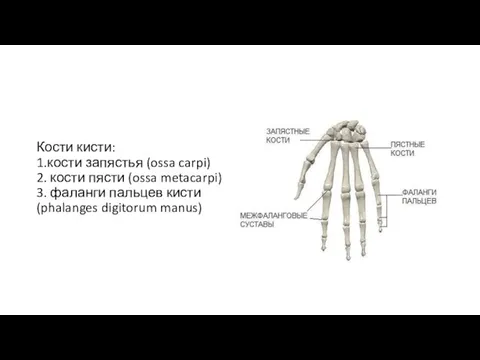 Кости кисти: 1.кости запястья (ossa carpi) 2. кости пясти (ossa metacarpi)