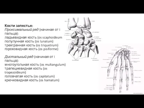 Кости запястья: Проксимальный ряд (начиная от I пальца): ладьевидная кость (os
