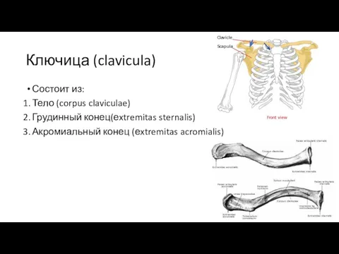 Ключица (clavicula) Состоит из: Тело (corpus claviculae) Грудинный конец(еxtremitas sternalis) Акромиальный конец (еxtremitas acromialis)