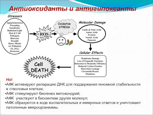 Антиоксиданты и антигипоксанты Но! АФК активируют репарацию ДНК для поддержания геномной