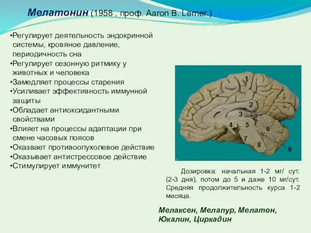 Мелатонин (1958 , проф. Aaron B. Lerner.) Регулирует деятельность эндокринной системы,