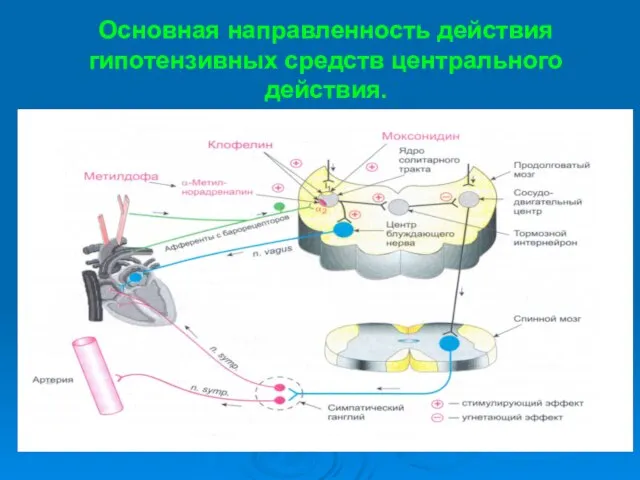 Основная направленность действия гипотензивных средств центрального действия.