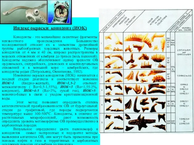 Индекс окраски конодонт (ИОК) Конодонты - это мельчайшие скелетные фрагменты неизвестного