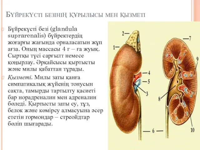 Бүйрекүсті безінің құрылысы мен қызметі Бүйрекүсті безі (glandula suprarenalis) бүйректердің жоғарғы