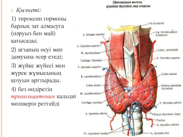 Қызметі: 1) тироксин гормоны барлық зат алмасуға (нәруыз бен май) қатысады;