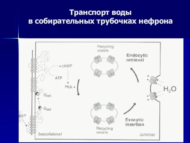 Транспорт воды в собирательных трубочках нефрона