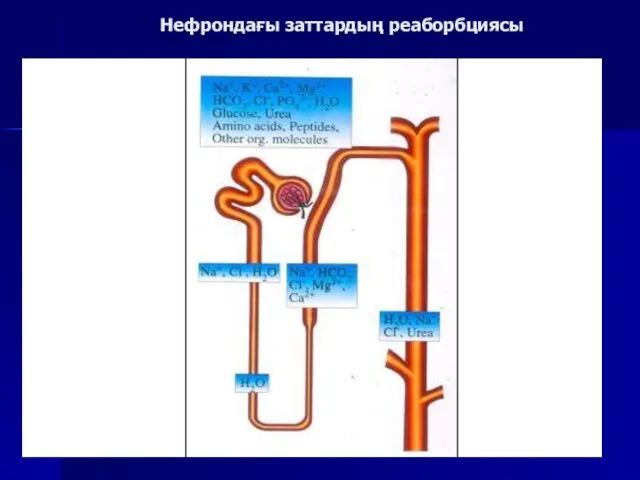 Нефрондағы заттардың реаборбциясы