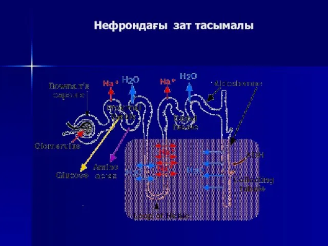 Нефрондағы зат тасымалы