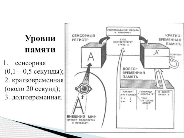 Уровни памяти сенсорная (0,1—0,5 секунды); 2. кратковременная (около 20 секунд); 3. долговременная.