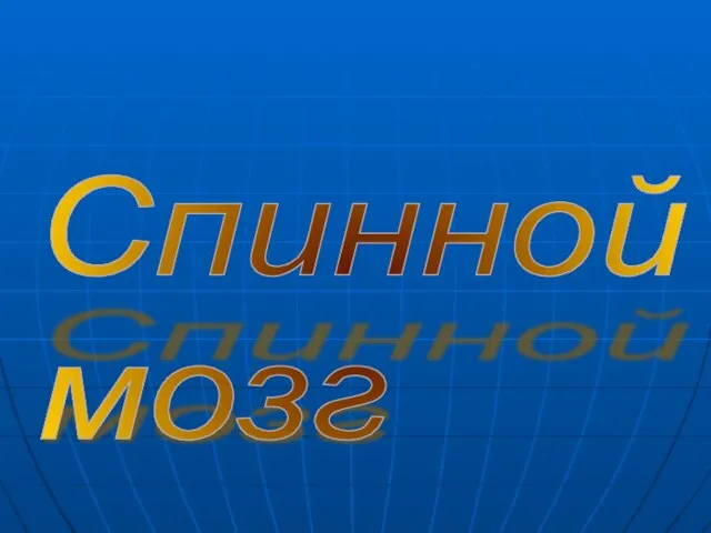 Спинной мозг