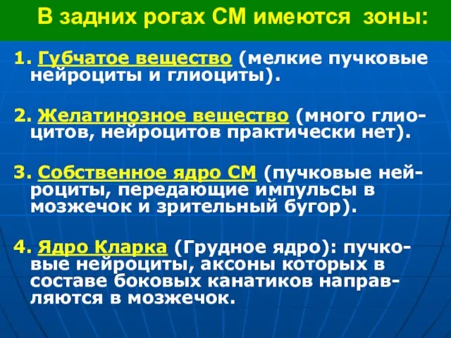 В задних рогах СМ имеются зоны: 1. Губчатое вещество (мелкие пучковые