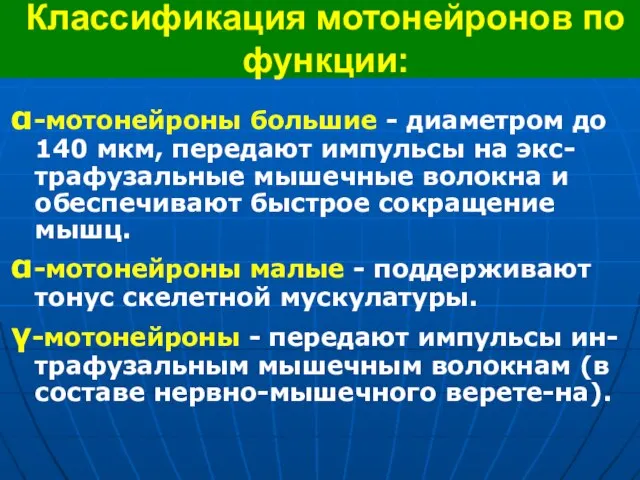 Классификация мотонейронов по функции: α-мотонейроны большие - диаметром до 140 мкм,