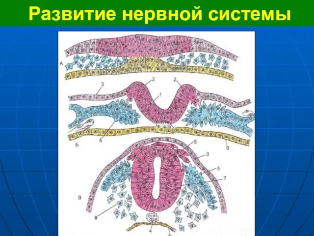 Развитие нервной системы