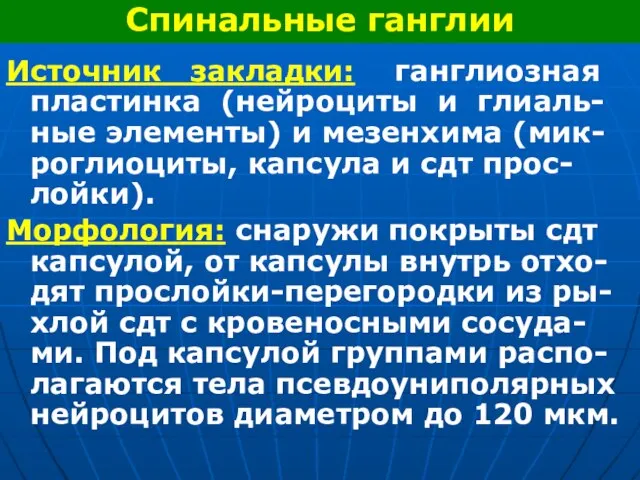 Источник закладки: ганглиозная пластинка (нейроциты и глиаль-ные элементы) и мезенхима (мик-роглиоциты,