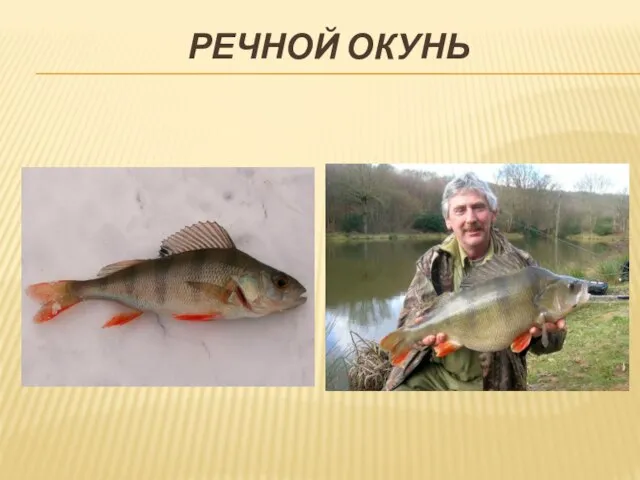 РЕЧНОЙ ОКУНЬ