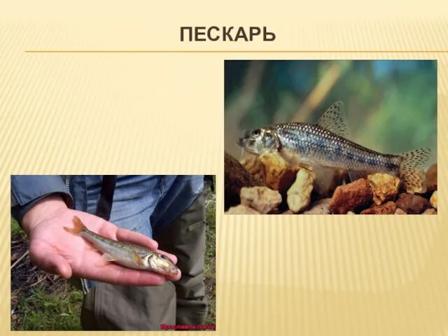 ПЕСКАРЬ