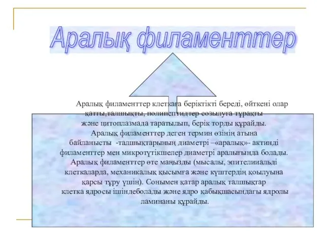 Аралық филаменттер Аралық филаменттер клеткаға беріктікті береді, өйткені олар қатты,талшықты, полипептидтер