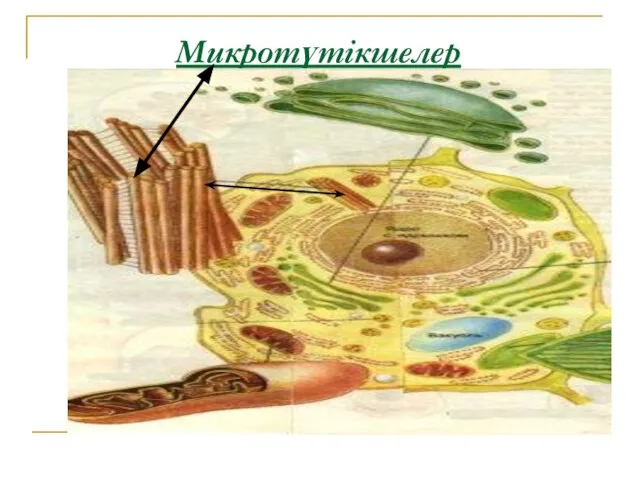 Микротүтікшелер