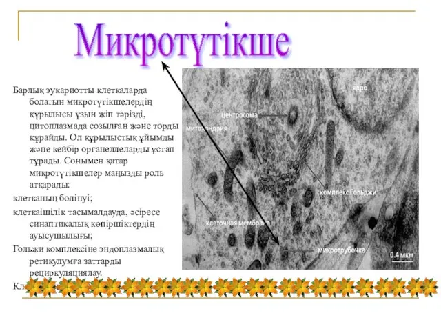 Барлық эукариотты клеткаларда болатын микротүтікшелердің құрылысы ұзын жіп тәрізді, цитоплазмада созылған