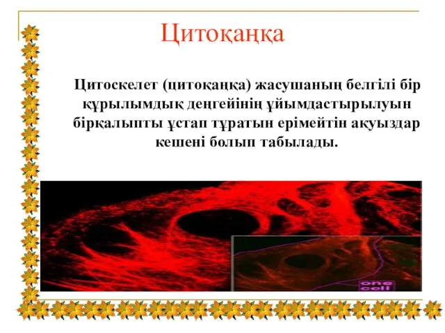 Цитоқаңқа Цитоскелет (цитоқаңқа) жасушаның белгілі бір құрылымдық деңгейінің ұйымдастырылуын бірқалыпты ұстап