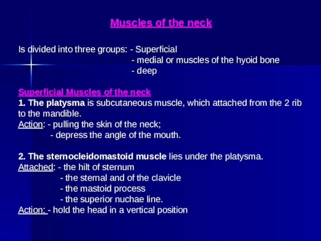 Muscles of the neck Is divided into three groups: - Superficial