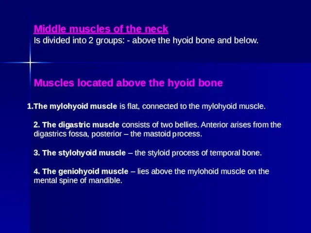 Middle muscles of the neck Is divided into 2 groups: -