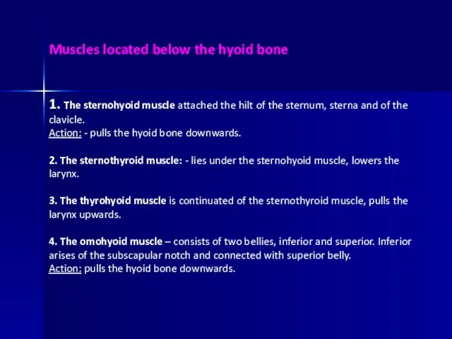 Muscles located below the hyoid bone 1. The sternohyoid muscle attached