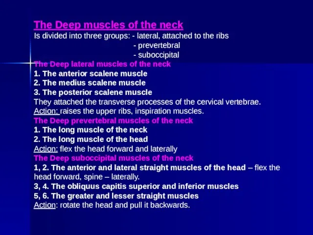 The Deep muscles of the neck Is divided into three groups: