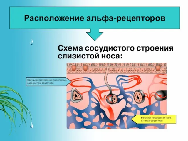 Расположение альфа-рецепторов